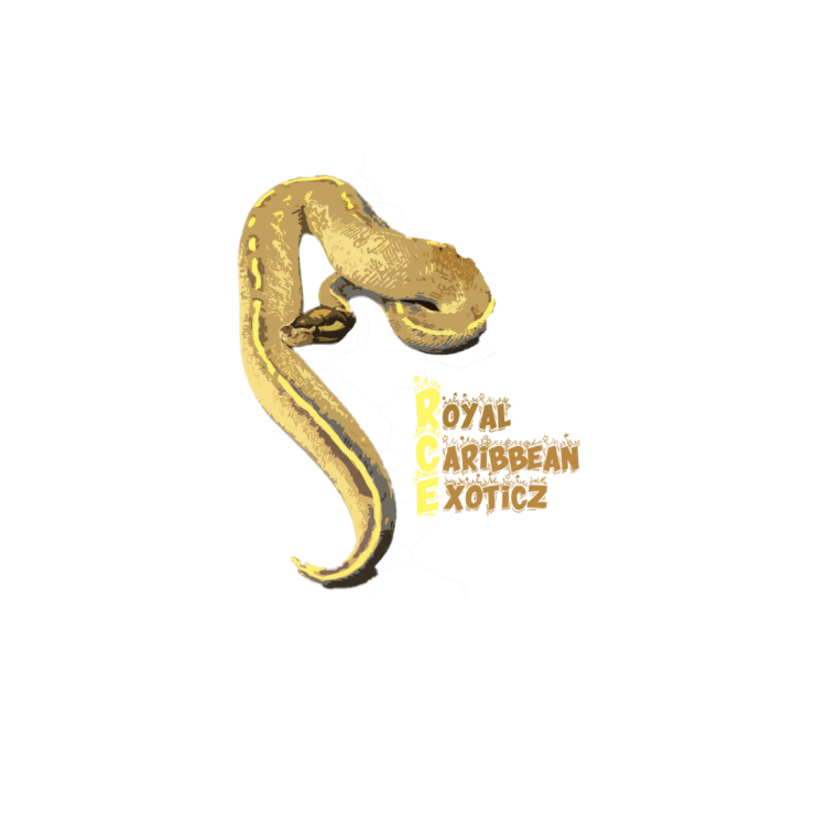 Royal Caribbean Exoticz logo